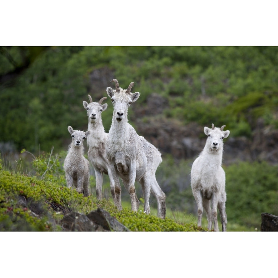 Three Adult Dall Sheep Ewes With One Lamb Chugach Mountains Alaska Poster Print Image 1