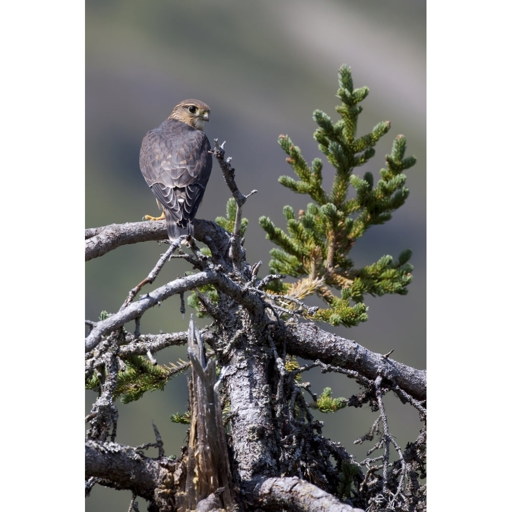 Pigeon Hawk Sits On A Tree Branch In The Turnagain Pass Area Kenai Peninsula Southcentral Alaska Image 2