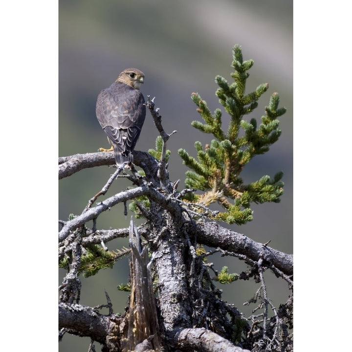 Pigeon Hawk Sits On A Tree Branch In The Turnagain Pass Area Kenai Peninsula Southcentral Alaska Image 1