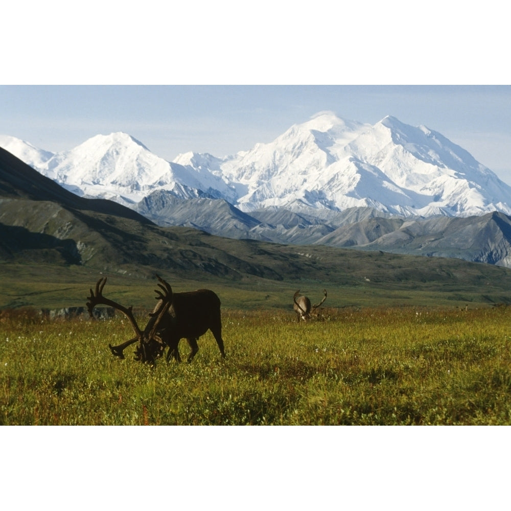 Two Caribou Feeding On Tundra With Mt. Mckinley And Alaska Range In The Image 1