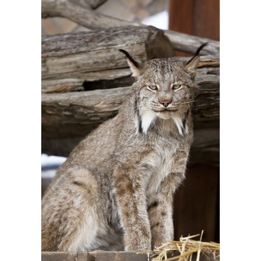 Captive: Close Up Of A Lynx At The Alaska Wildlife Conservation Center Southcentral Alaska Summer Print Image 1