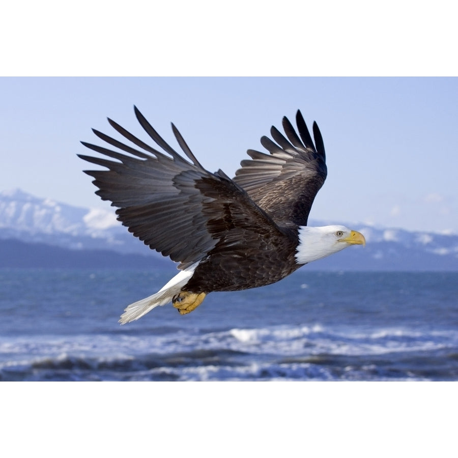 Bald Eagle In Mid-Air Flight Over Homer Spit Kenai Peninsula Alaska Winter Kachemak Bay Poster Print Image 1