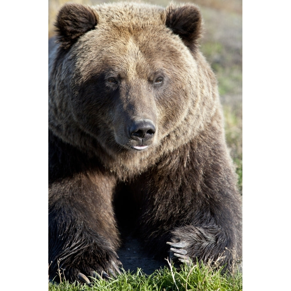 Captive: Close Up Of A Brown Bear Alaska Wildlife Conservation Center Southcentral Alaska Autumn Print Image 2