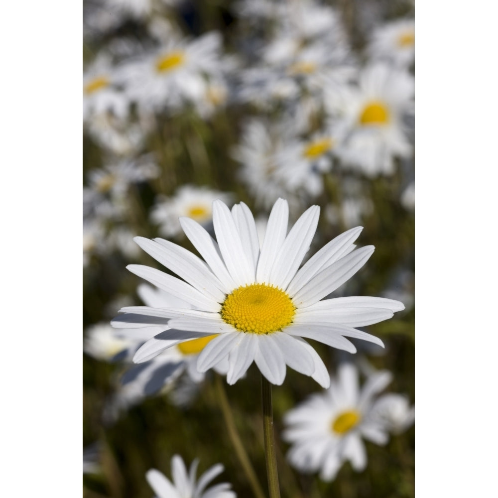 Close Up Of Daisies In The Sun Alaska Poster Print Image 2