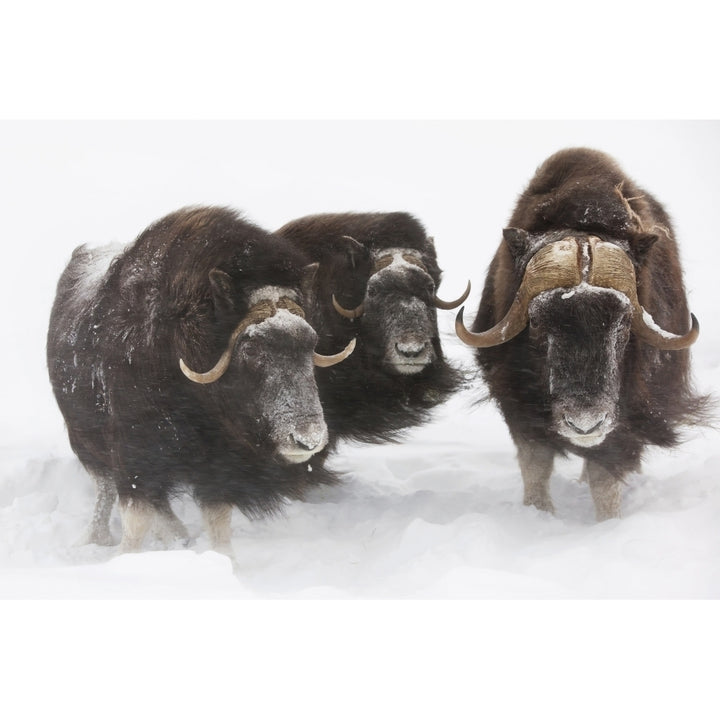 Captive: Three Musk Ox Stand In Deep Snow During A Winter Storm Alaska Wildlife Conservation Center Southcentral Alask 1 Image 1