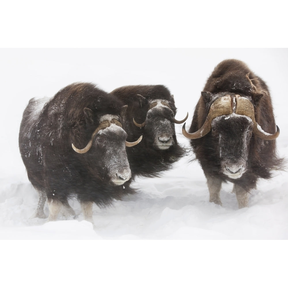 Captive: Three Musk Ox Stand In Deep Snow During A Winter Storm Alaska Wildlife Conservation Center Southcentral Alask 1 Image 2