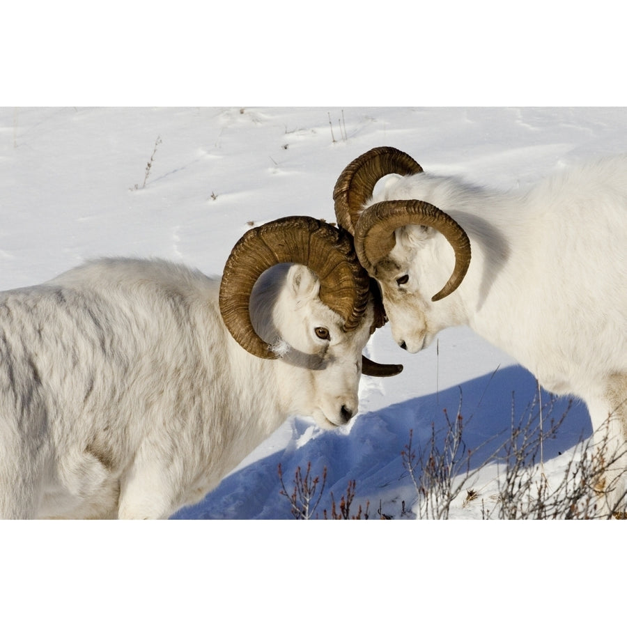 Two Ram Dall Sheep But Heads Chugach Mountains Southcentral Alaska Winter Poster Print Image 1