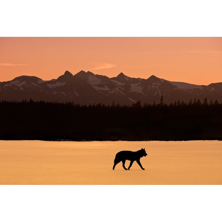 Silhouette Of A Wolf Walking At Sunset Tongass National Forest Southeast Alaska Poster Print Image 1