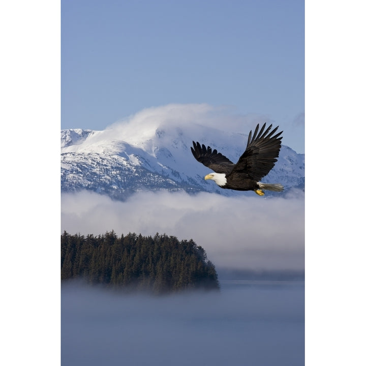 Bald Eagle In Flight Over The Inside Passage With Tongass National Forest In The Background Alaska Composite Image 2