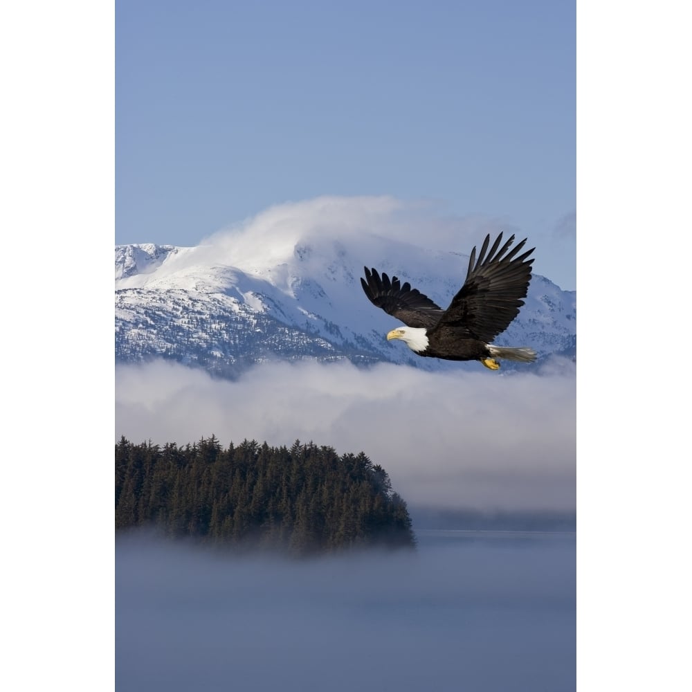 Bald Eagle In Flight Over The Inside Passage With Tongass National Forest In The Background Alaska Composite Image 1