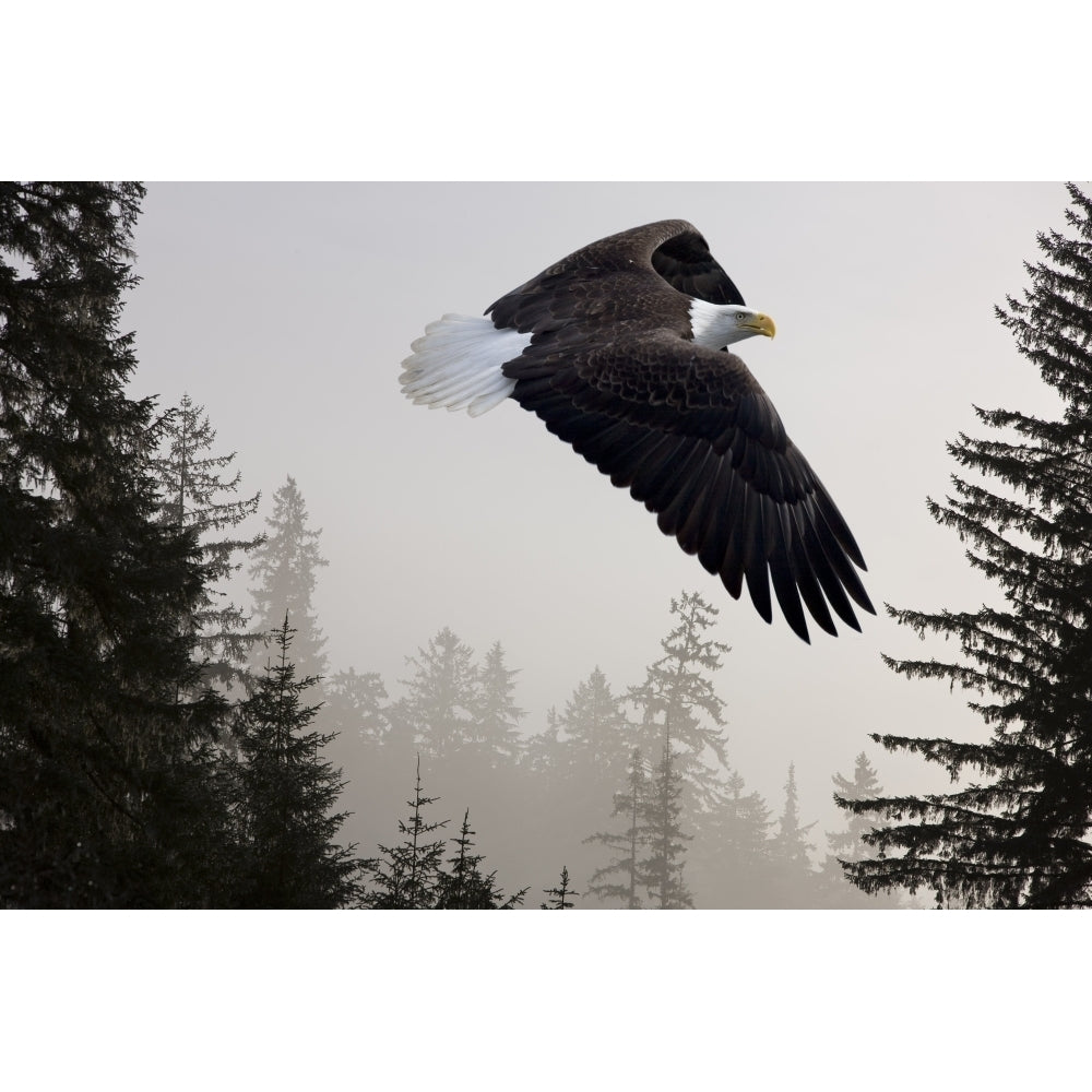 Bald Eagle Soars Through Mist In The Tongass National Forest Southeast Alaska Winter Composite Poster Print Image 2