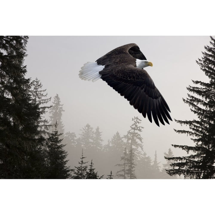 Bald Eagle Soars Through Mist In The Tongass National Forest Southeast Alaska Winter Composite Poster Print Image 1