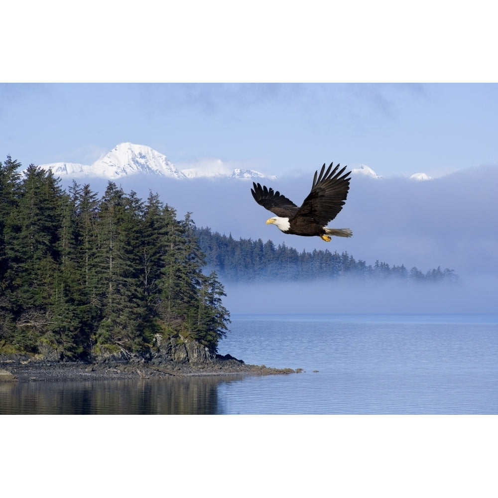 Bald Eagle In Flight Over The Inside Passage With Tongass National Forest In The Background Alaska Composite Image 2