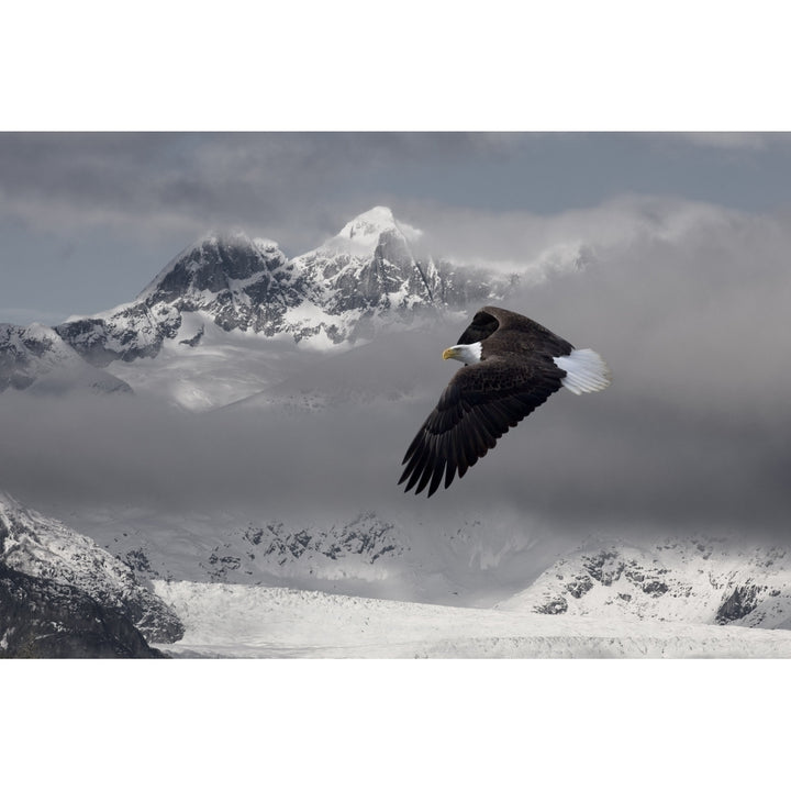 Bald Eagle Soars Above The Snow And Ice Of Mendenhall Glacier In The Background Image 2