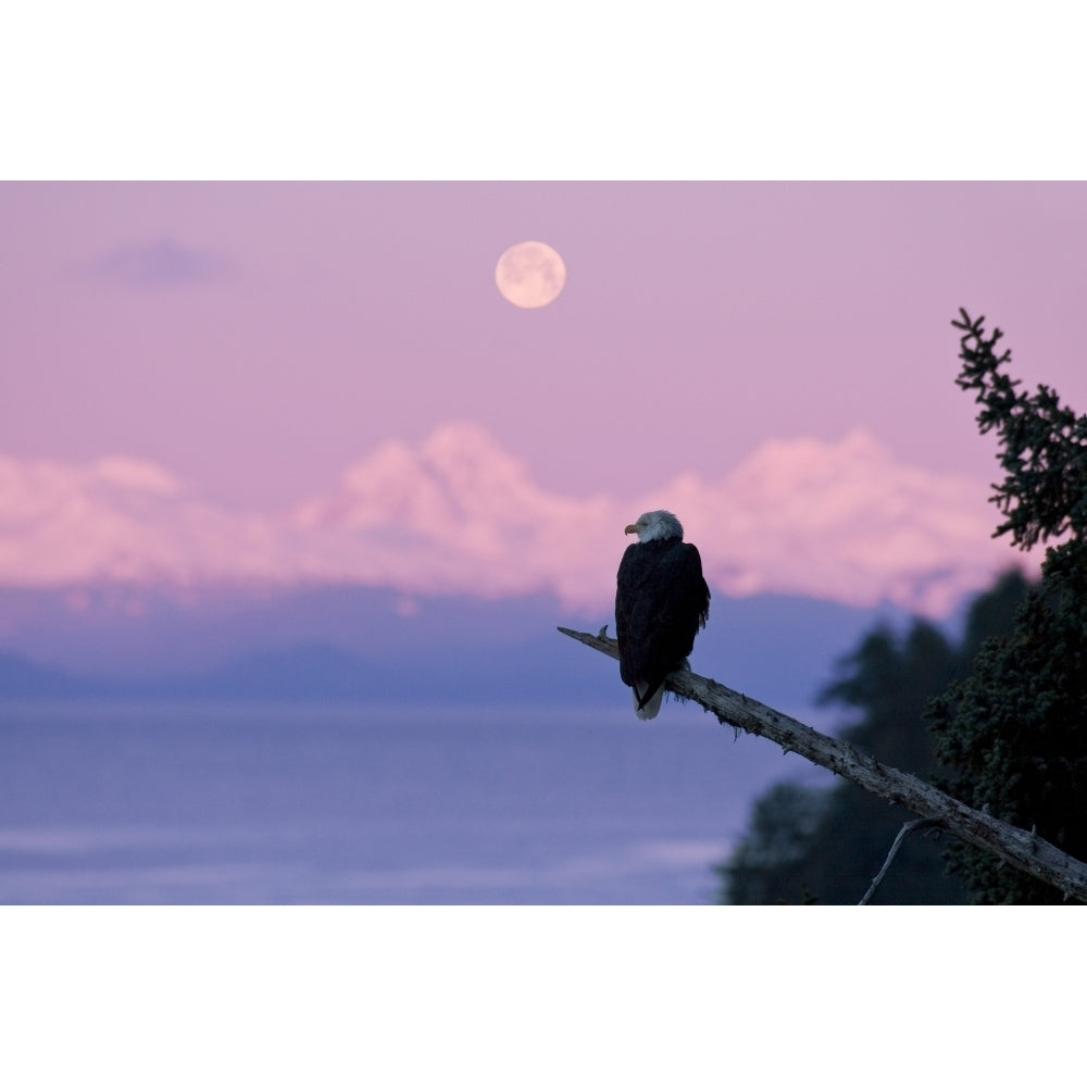 A Bald Eagle Perched On A Branch With The Moon Set At Sunrise In The Background Tongass Forest Alaska Composite 18 x 12 Image 1