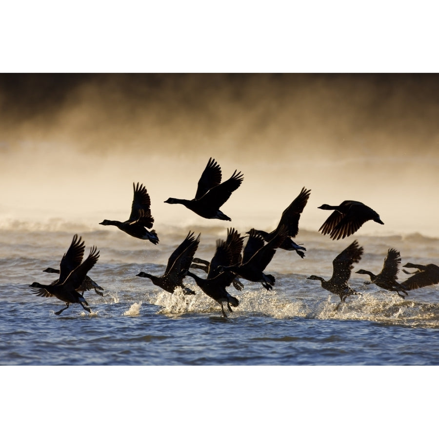 Canada Geese Take Flight On A Misty Winter Morning In Sub Zero Temps Lynn Image 1