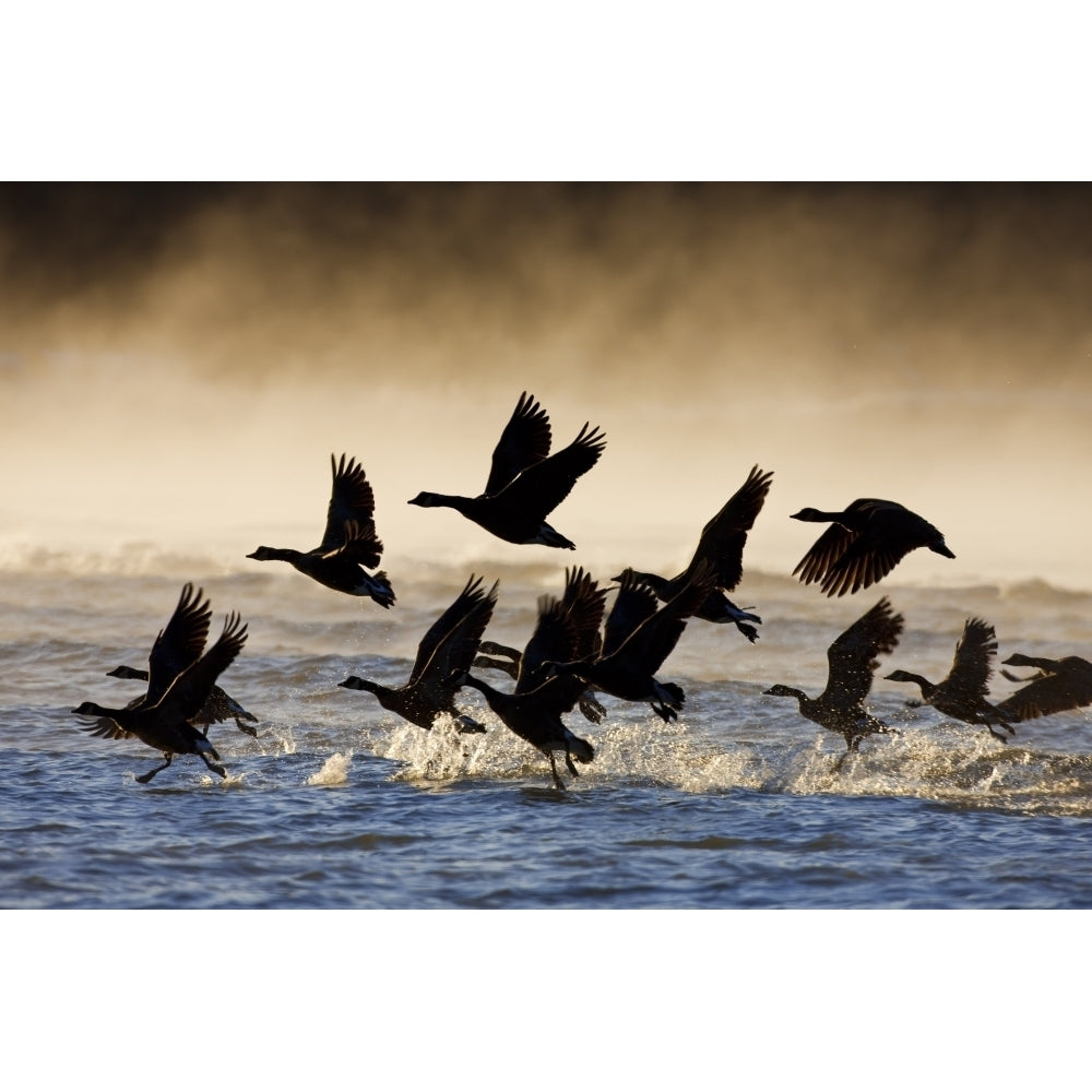 Canada Geese Take Flight On A Misty Winter Morning In Sub Zero Temps Lynn Image 2