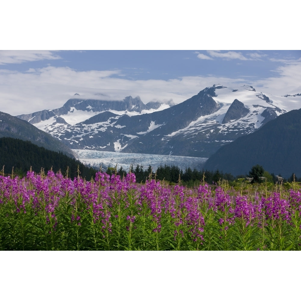 Scenic View Of Mendenhall Glacier With Fireweed In The Foreground Tongass National Forest In Southeast Alaska During Su Image 1