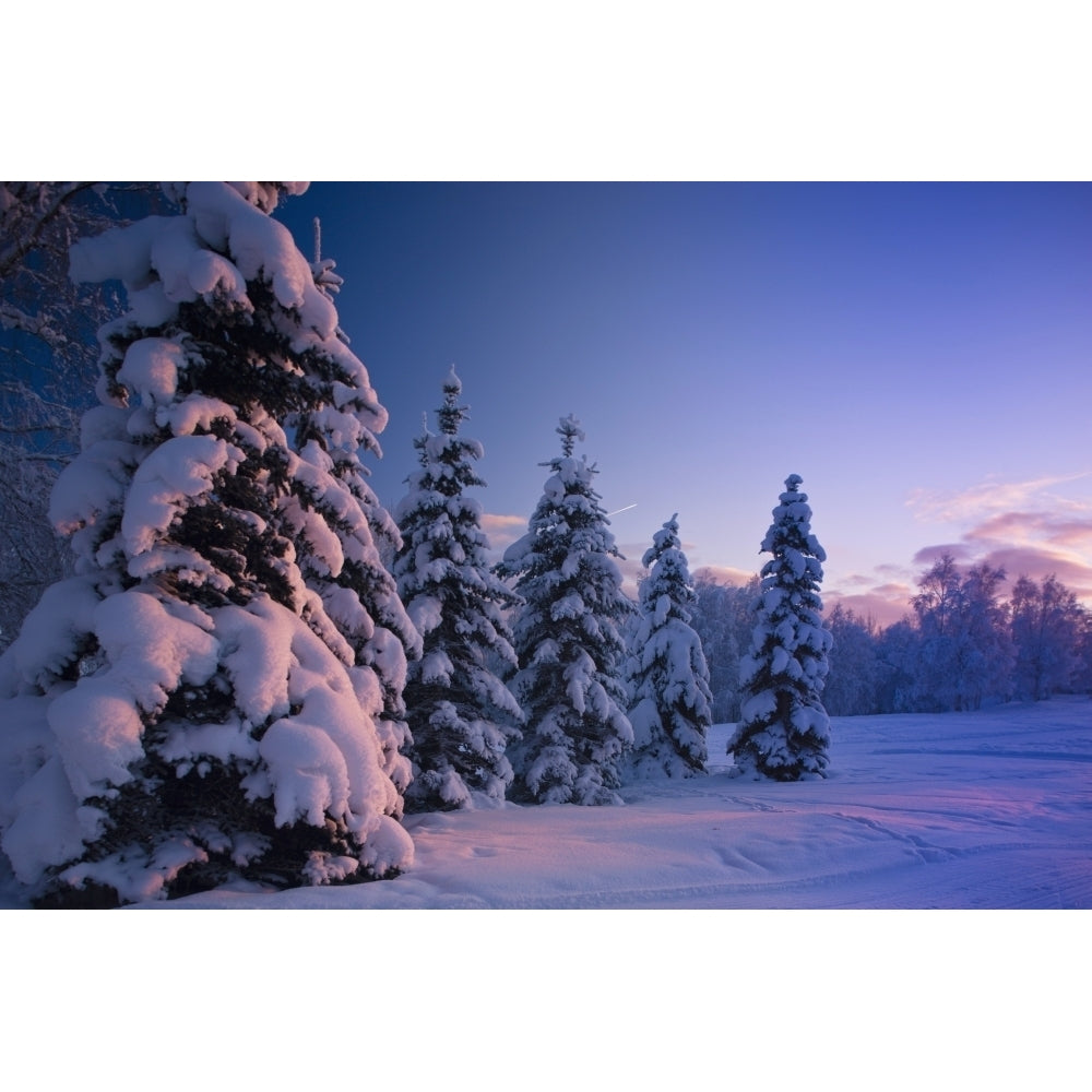 Snow Covered Spruce Trees At Sunset With Pink Alpenglow During Winter Russian Image 2