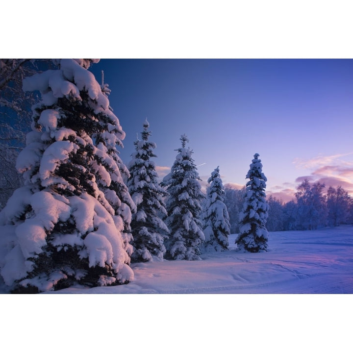 Snow Covered Spruce Trees At Sunset With Pink Alpenglow During Winter Russian Image 1