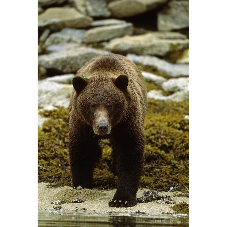 Brown Bear Walking Into River On Shoreline Sw Ak Summer Geographic Harbor by Tom Soucek / Design Pics Image 1