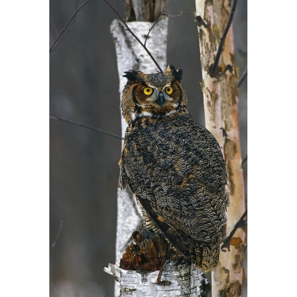 Great Horned Owl Perched Captive by Tom Soucek / Design Pics Image 1