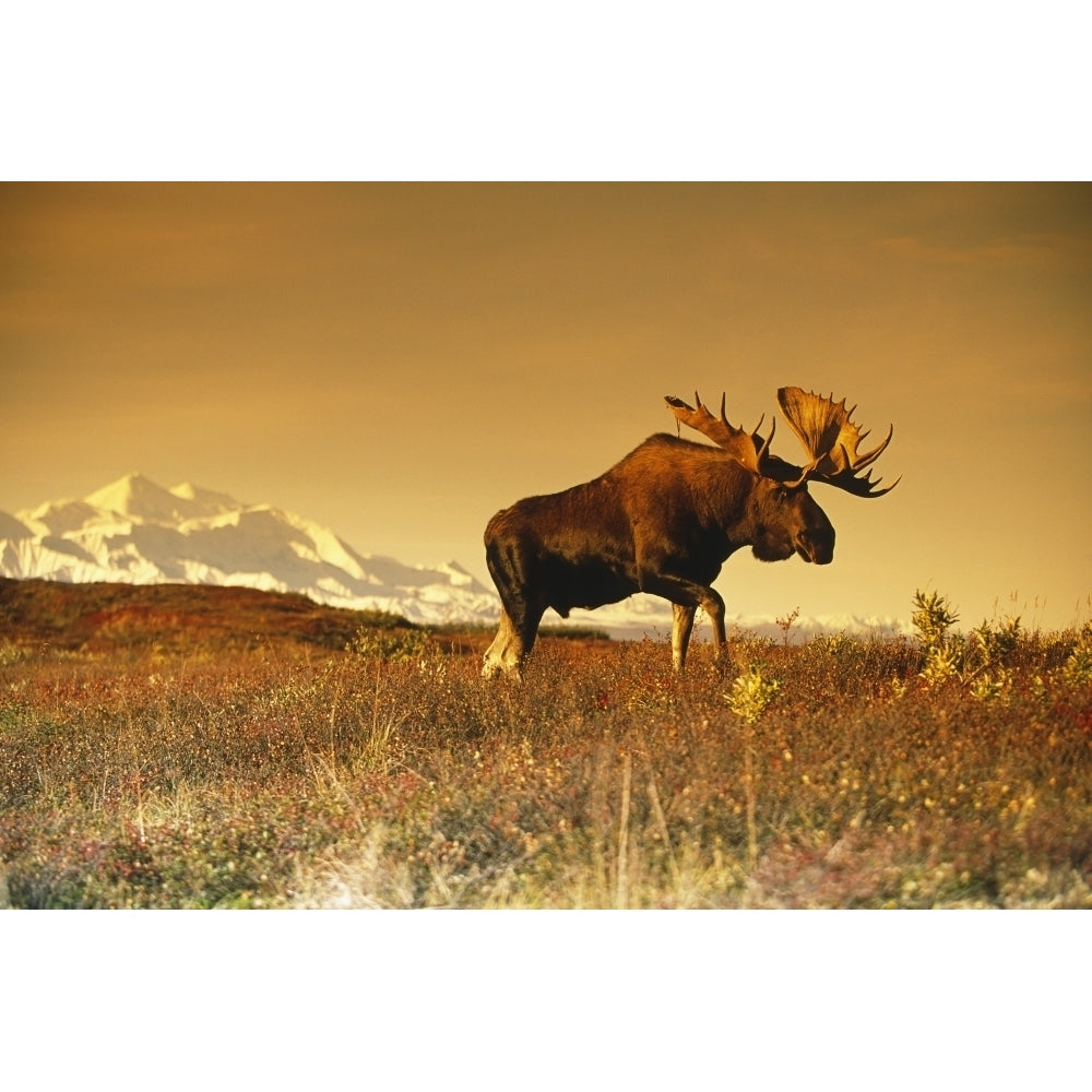 Bull Moose In Front Of Mt.Mckinley Denali Np Interior Ak by Tom Soucek / Design Pics Image 1