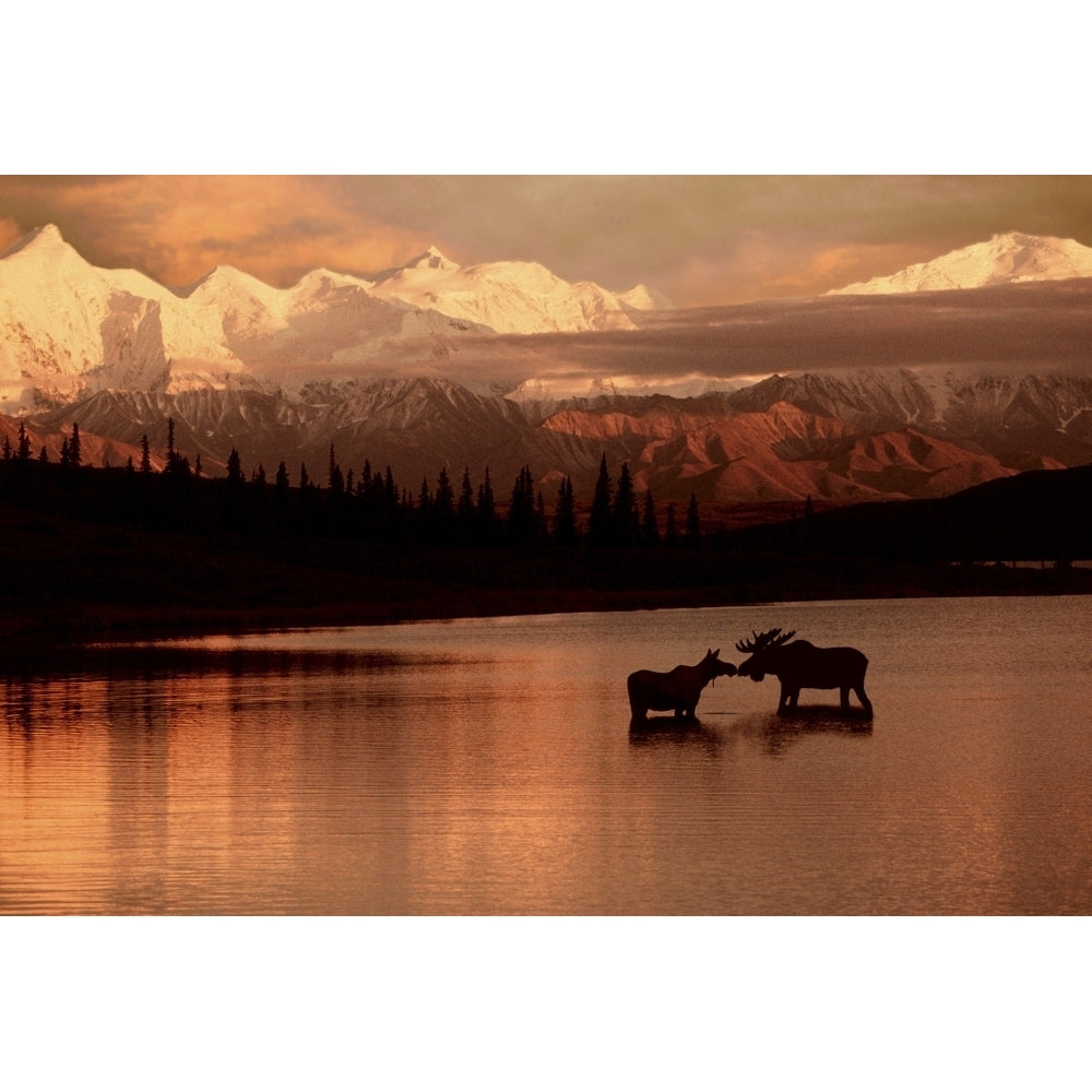 Moose Kissing In Wonder Lake Denali Np Digital Composite Poster Print Image 2