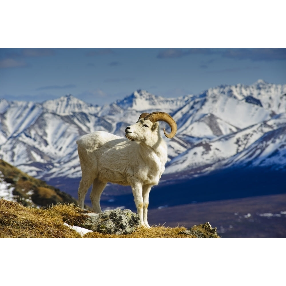 A Young Dall Sheep Ram Standing On Mount Margaret With The Alaska Range In The Image 1