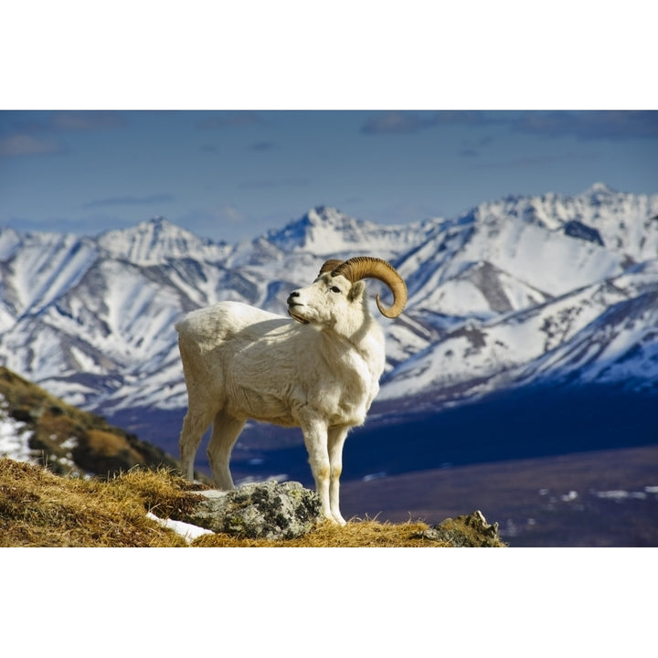 A Young Dall Sheep Ram Standing On Mount Margaret With The Alaska Range In The Image 2