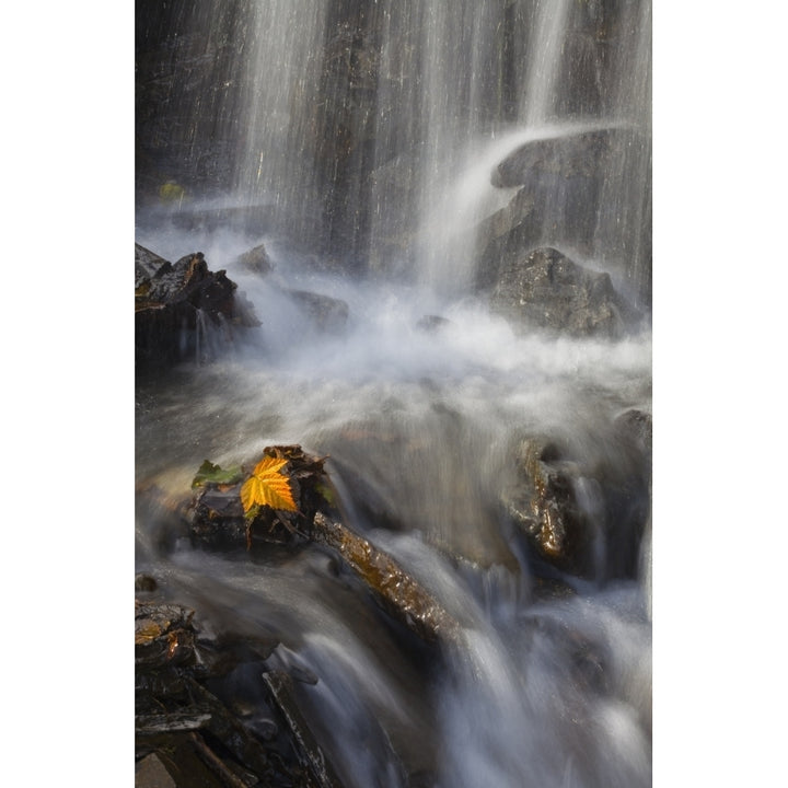 Yellow Salmonberry Leaf Clinging To Rocks In Small Stream With Water Cascading Down From Pillar Mountain Kodiak Island 1 Image 1