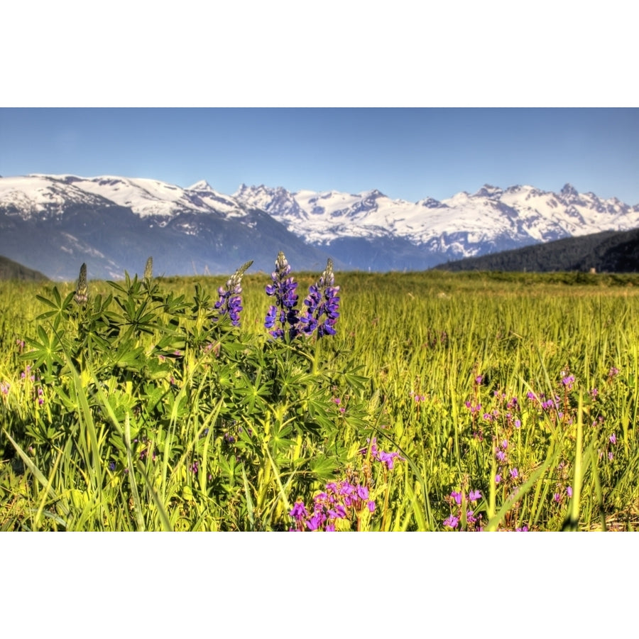 Scenic View Of A Wildflower Meadow And Mountains Near Haines Alaska During Summer Hdr Image Poster Print Image 1