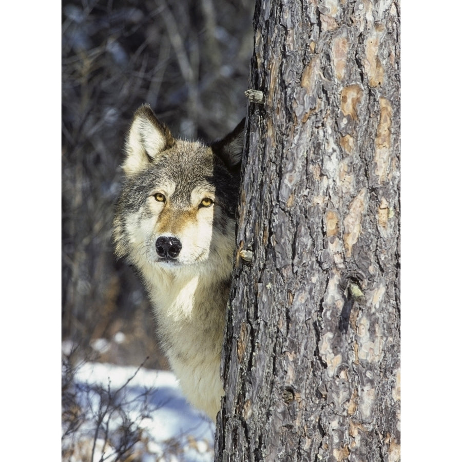 Wolf looking from behind tree in winter; Alaska United States of America by Tom Soucek / Design Pics Image 1