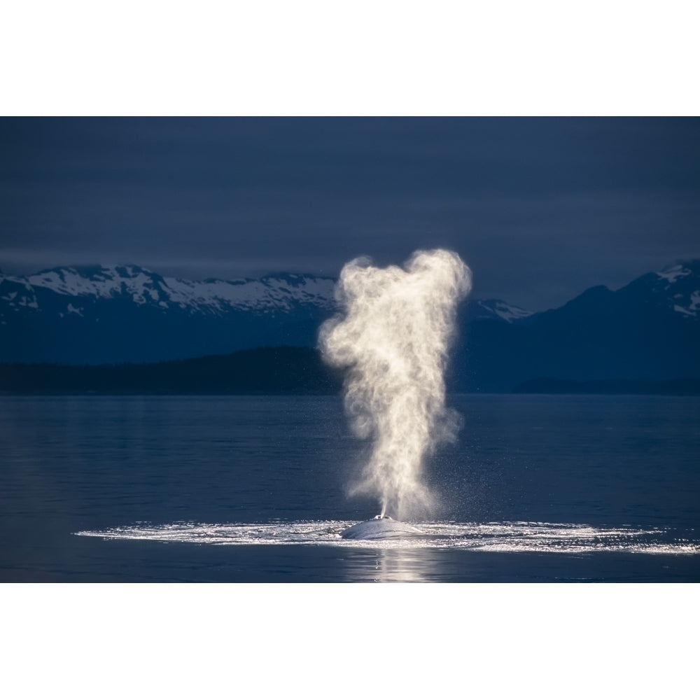 Humpback Whale Spouting On Surface Frederick Sound Inside Passage Southeast Backlit by Tom Soucek / Design Pics Image 1