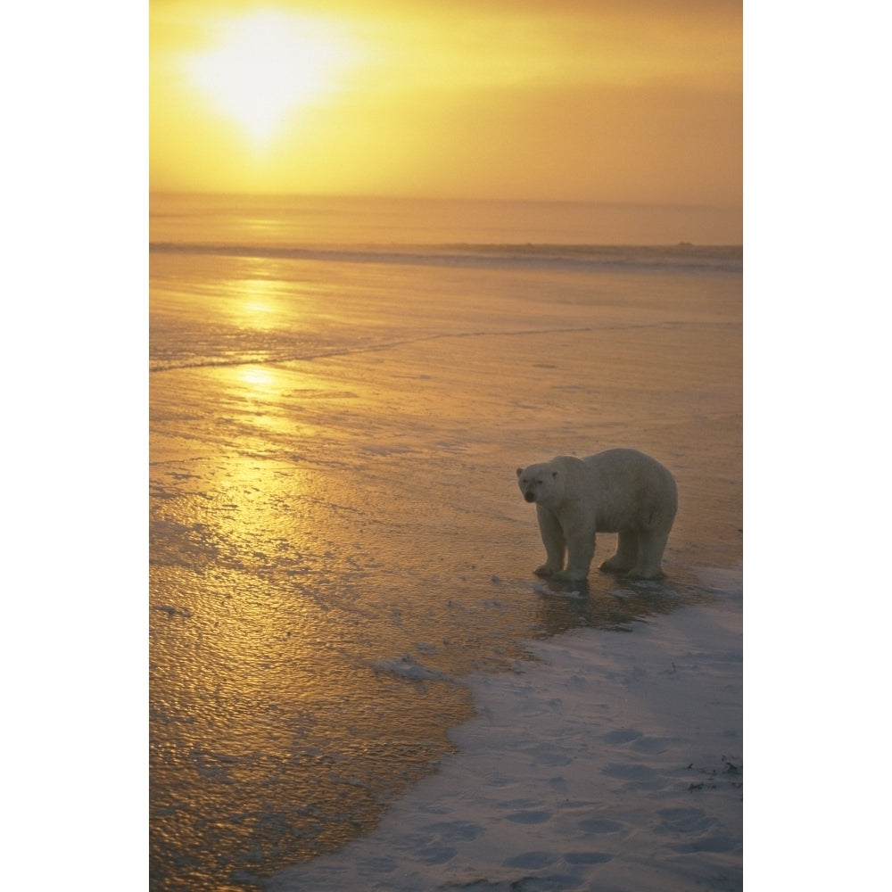 Polar Bear Walking At Sunset Churchill Manitoba Canada Winter Scenic by Tom Soucek / Design Pics Image 1