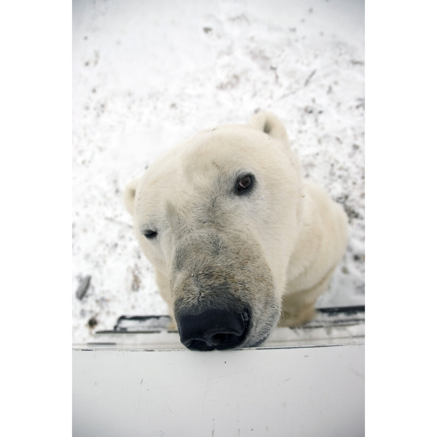 Close Up Of A Polar Bears Face Looking Up Sniffing And Curious About Photographer In Tundra Buggy At Churchill Manitoba Image 1