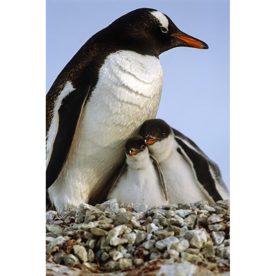 Gentoo penguin with chicks huddled together; Island Falkland Islands by Tom Soucek / Design Pics Image 1