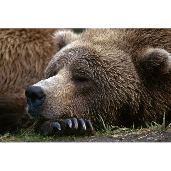 Brown Bear Resting Katmai Natl Park Southwest Alaska Summer Portrait Poster Print Image 1