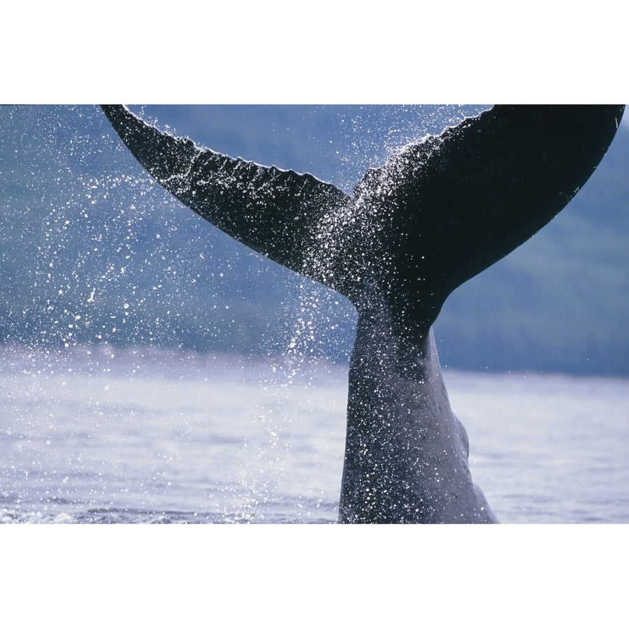 Close Up Of A Humpback Whale Fluke In Frederick Sound Tongass National Forest Southeast Alaska Summer Print Image 1