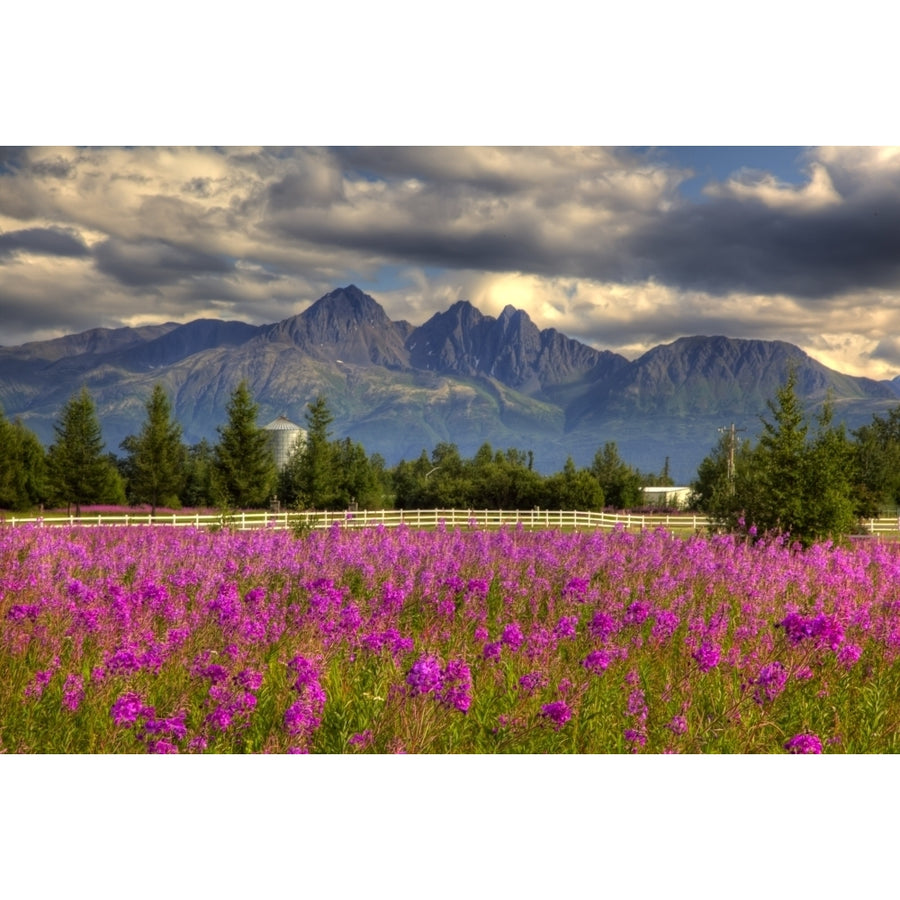 Scenic View Of Pioneer Peak With Fireweed In The Foreground Palmer Alaska Hdr Image Poster Print Image 1