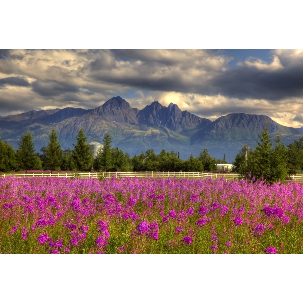 Scenic View Of Pioneer Peak With Fireweed In The Foreground Palmer Alaska Hdr Image Poster Print Image 2