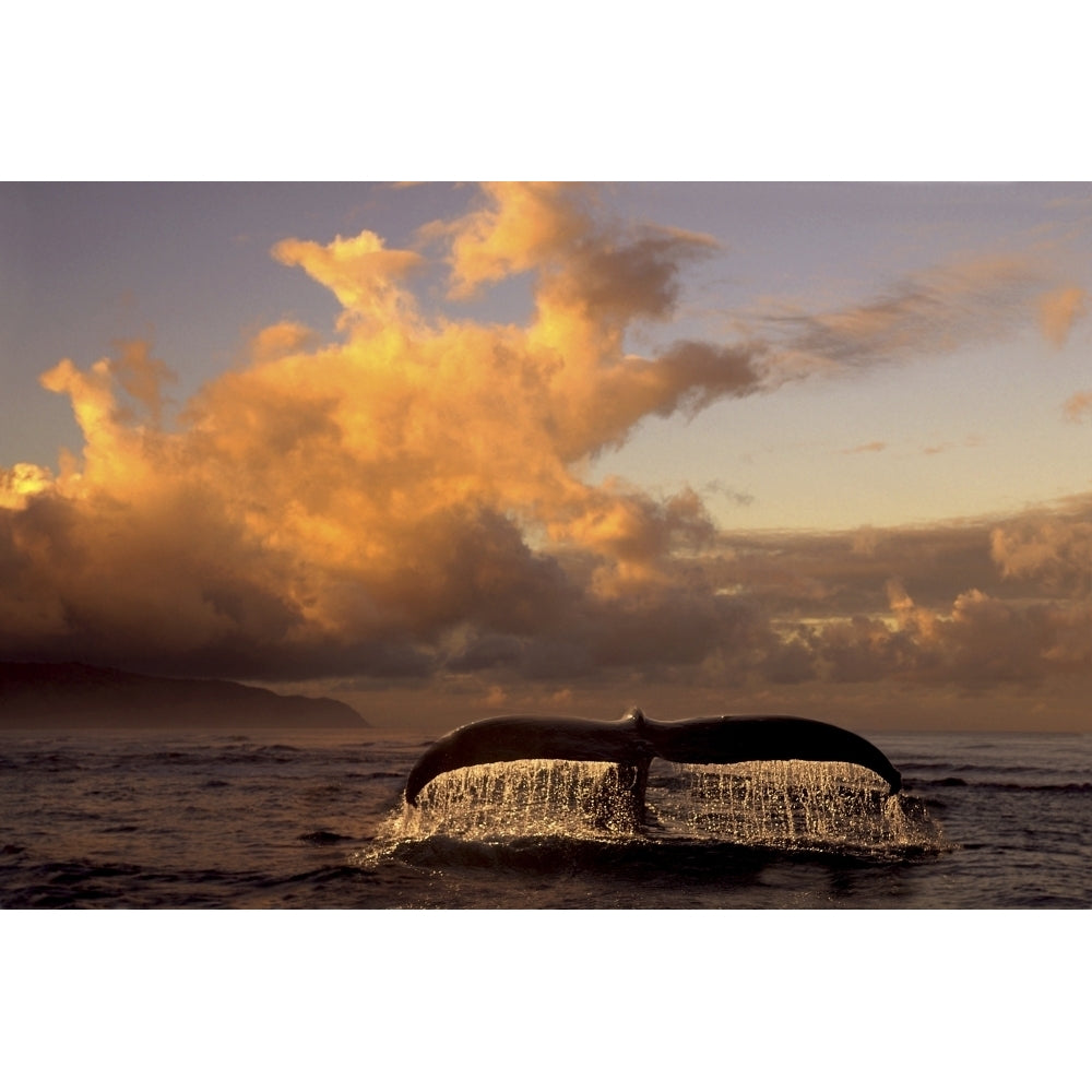 Humpback Whale Tail In Water Southeast Ak Digital Original Summer Scenic Composite by Ron Sanford / Design Pics Image 1