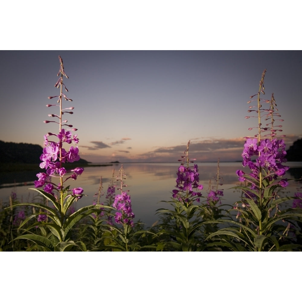 Close Up Of Fireweed With Big River Lakes In The Background At Sunset In Southcentral Alaska During Summer Image 1