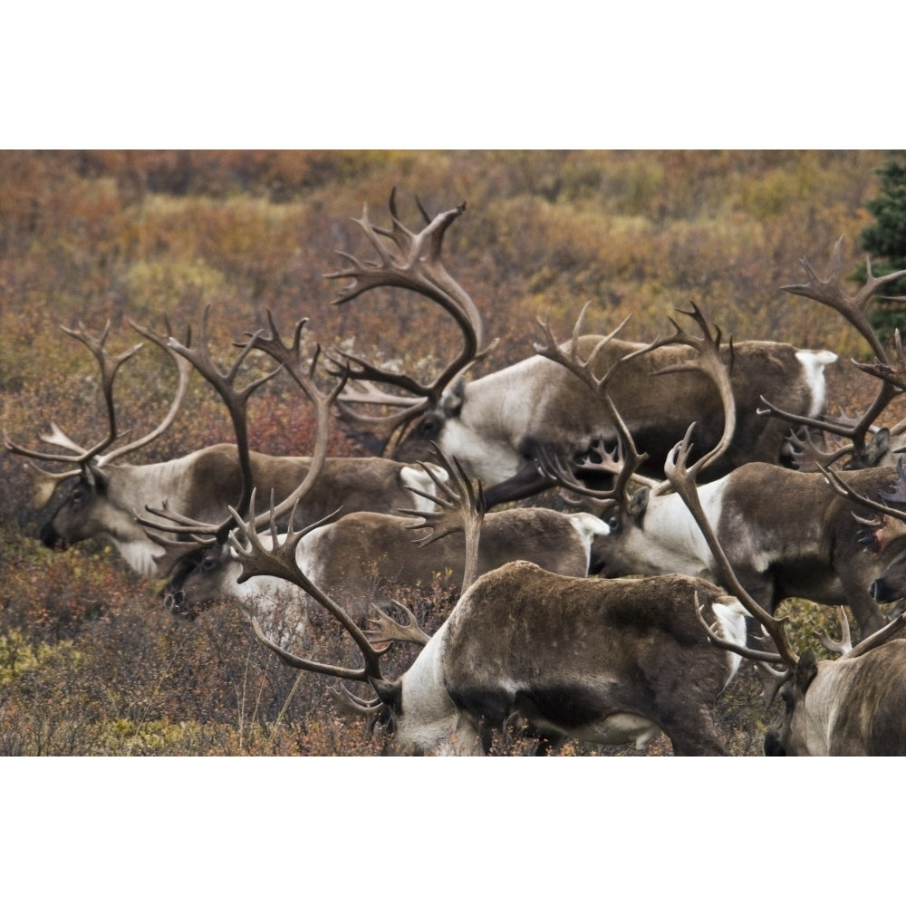 Group Of Bull Caribou Begin To Herd Up For The Fall Migration In Denali National Park Alaska. Poster Print Image 1