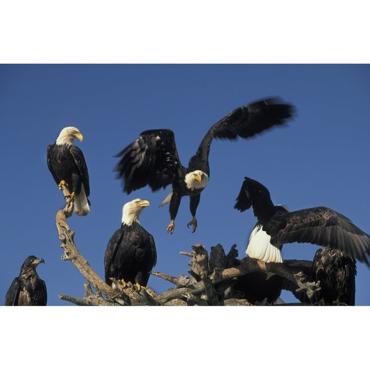 Bald Eagles Congregate On The Homer Spit Alaska Winter Kenai Peninsula Southcentral Alaska Poster Print Image 2