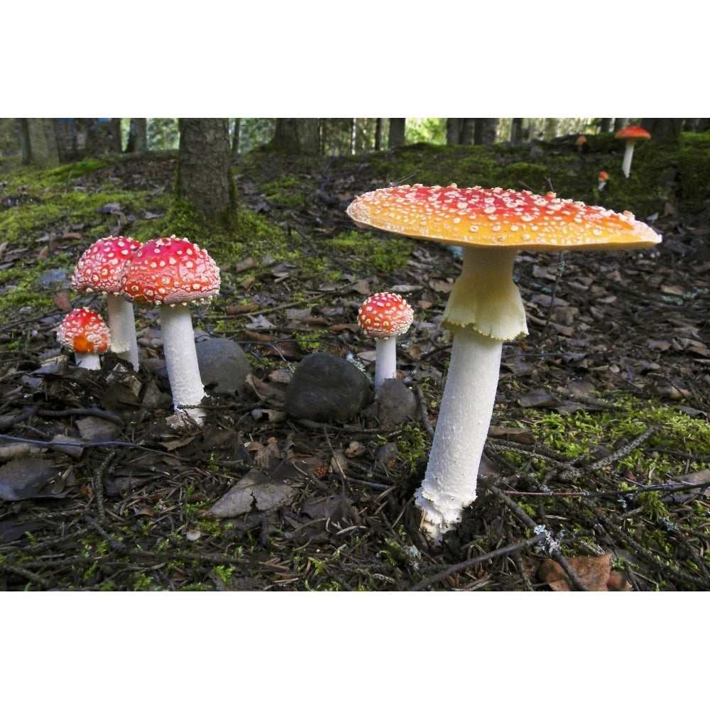 Close Up Of Fly Agaric Mushrooms In The Forest Understory Alaska Poster Print Image 1