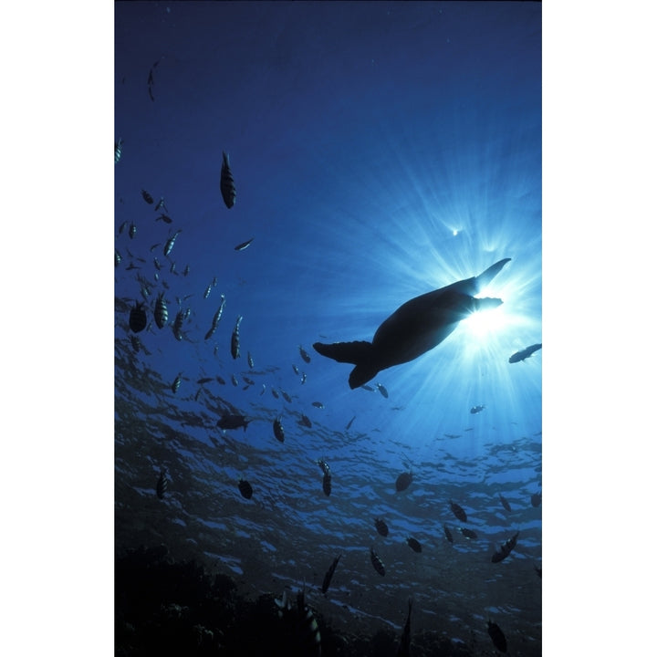 View Looking Up Towards Shaft Of Light Silhouette Of Turtle And Fish In Blue Image 1