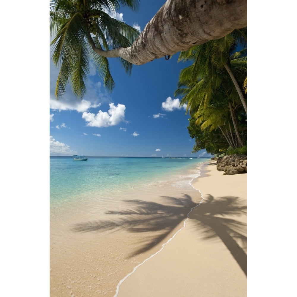 Barbados Palm tree leaning over beach near; Holetown Poster Print Image 2