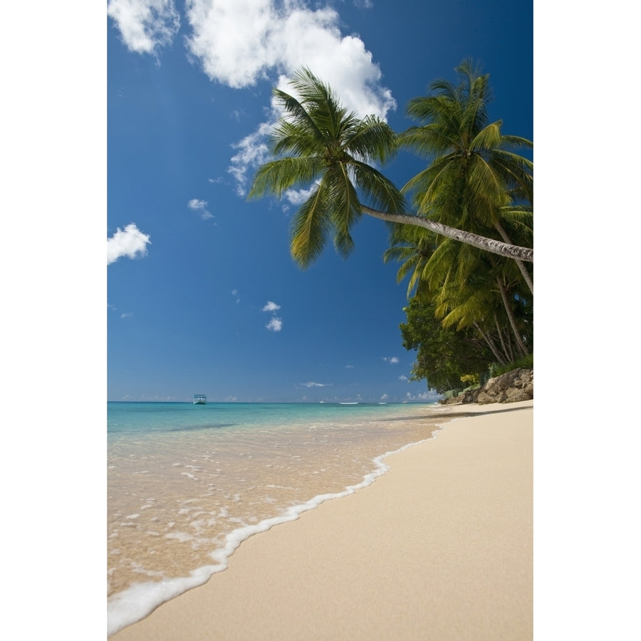 Barbados Palm tree leaning over beach near; Holetown Poster Print Image 1