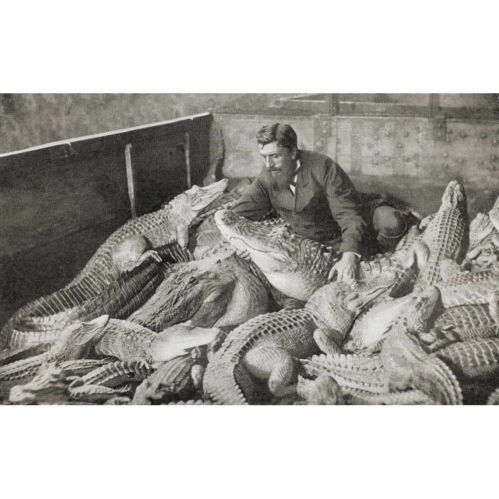 Crocodiles With Their Trainer In The Late 19Th Century From The Living Animals Of The World Published C1900 Image 2